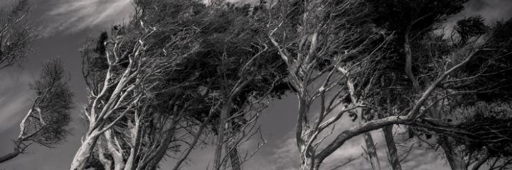 Tropical Cyclone