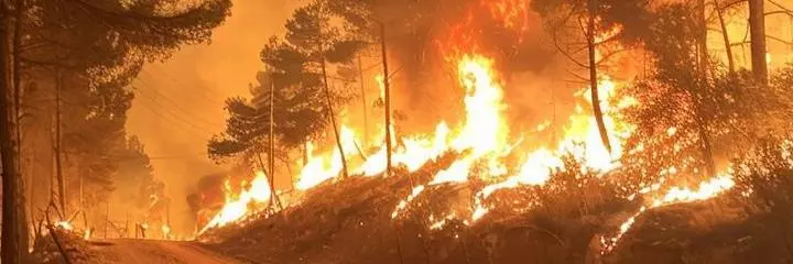 forest fires