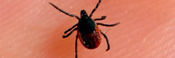 Mite