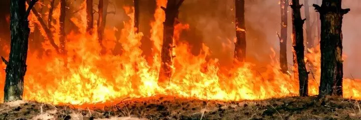Forest fires