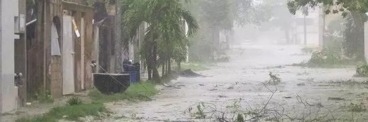 Trees felled after the rain