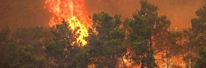 Forest fires